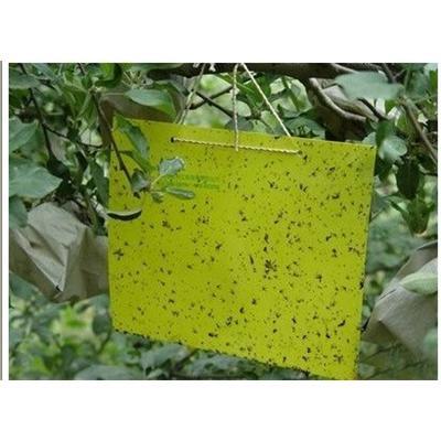 Thrips Whitefly Glue Paper, Thrips Whitefly Glue Traps, Stick Insect Yellow Blue Board/Sticky Paper (AM-TP01)