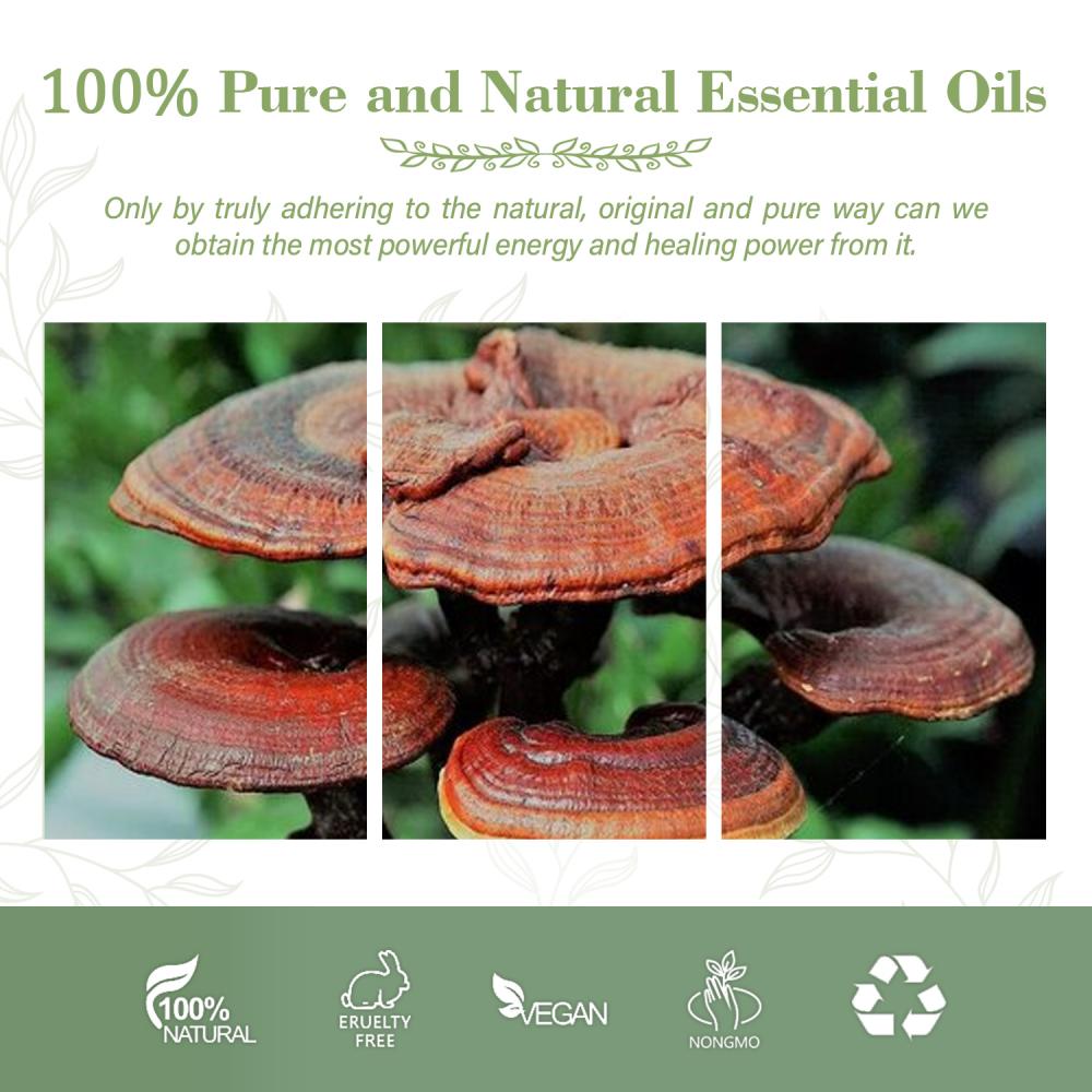 Aceite esencial de ganoderma de plantas puras de alto grado para antienvejecimiento