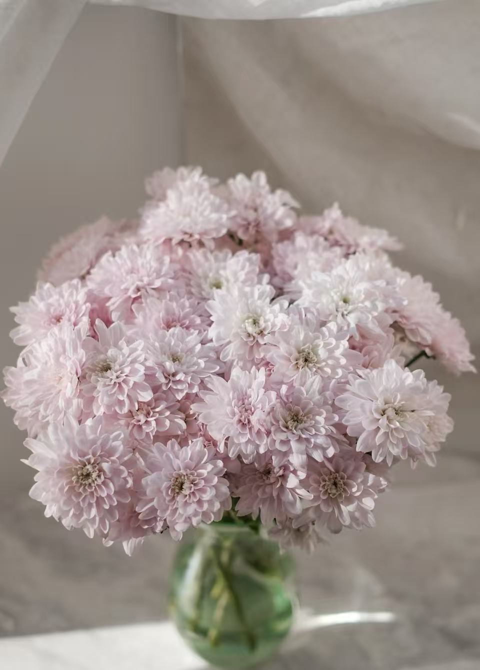 Spray chrysanthemum with rhododron powder