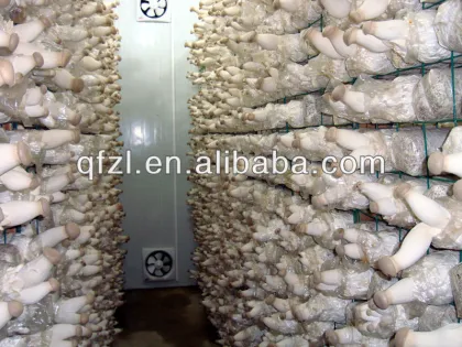 Mushroom Cultivation Equipment for King Oyster Mushroom