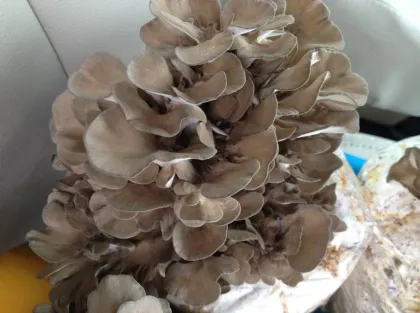 Fresh Maitake mushroom