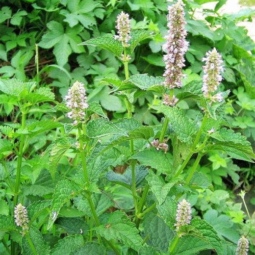 Agastache rugosa extract Powder Sale