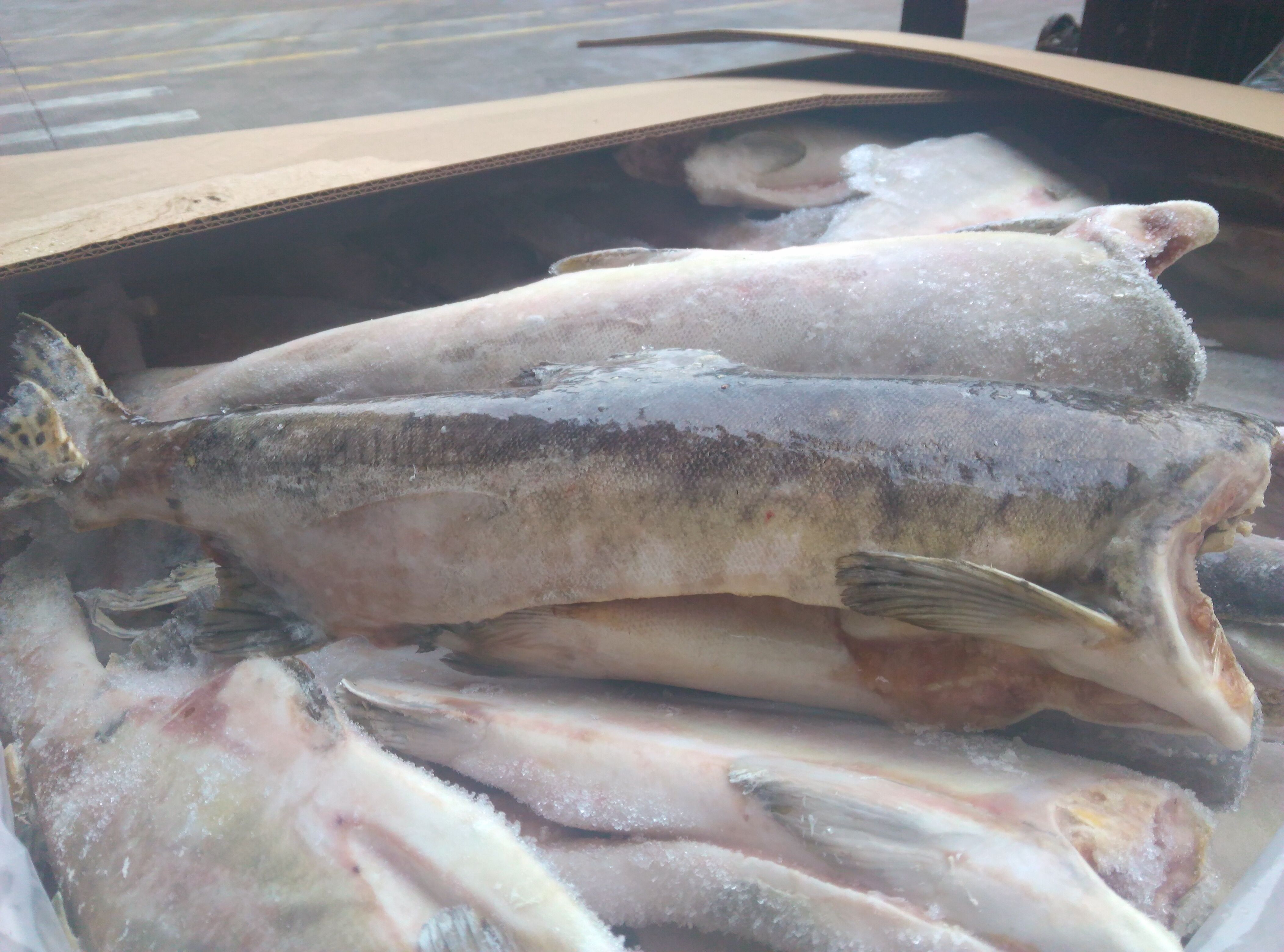 Sunflower Canned Mackerel