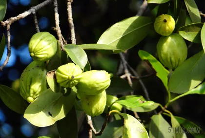 Natural Garcinia cambogia extract