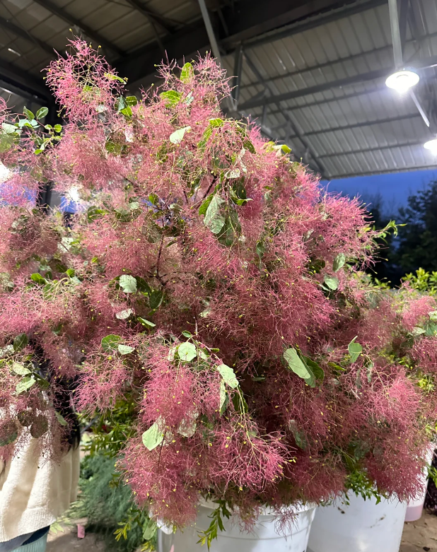 Smoketree Branches