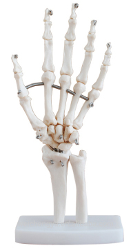 Life-Size Elastic Hand Joint Model
