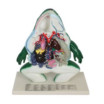 Comprehensive School Education: Large-Scale Frog Dissection Aids & Detailed Biology Models for Teaching