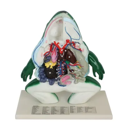 Comprehensive School Education: Large-Scale Frog Dissection Aids & Detailed Biology Models for Teaching