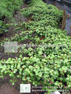 portulacaria bonsai plants