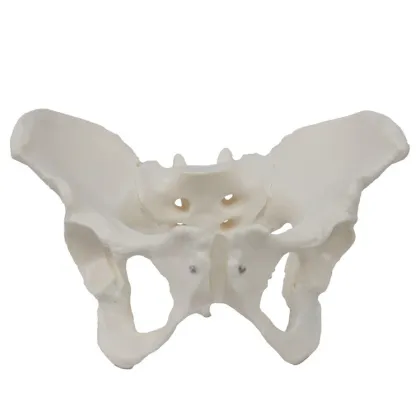 2024 New KRC Medical Science Life-Size Female Pelvis Model