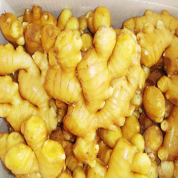 Fresh Ginger in Jinxiang China