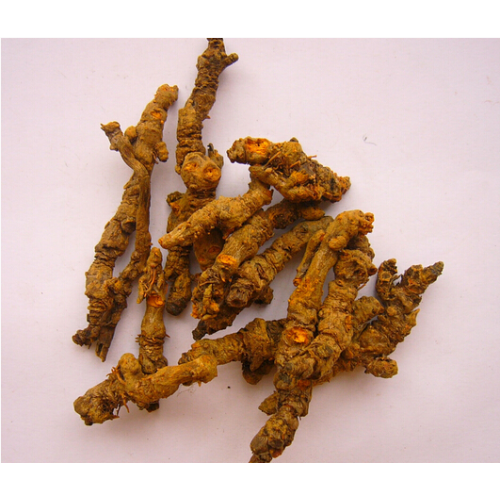 Cultivation of wild Coptis chinensis