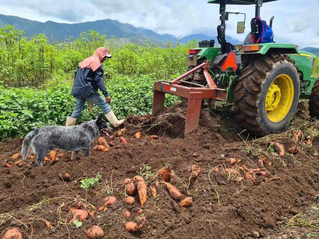 cassava harvester working show