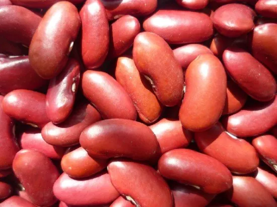 British Type Dark Red Kidney Beans