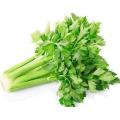 Pure Extract Apigenin 98% extract from celery plant