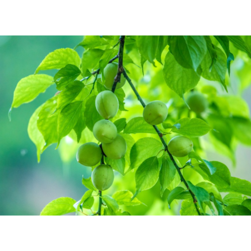 Directly 100% Natural Green Plum Extract Powder