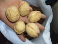 Ny Crop Walnut i skal till salu