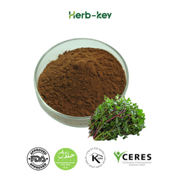 Nature Herb Medicine Purslane Herb Extract