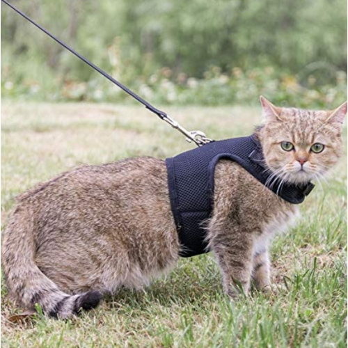 PET CAT-harnas instelbaar met leiband