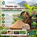 ريزوفاغوس غير النظامية و Glomus spp. ملقحات الميكوريزا لإدارة الجذور والتربة