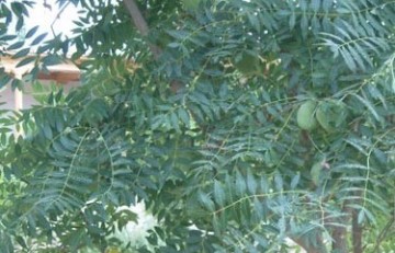Hydroxytyrosol