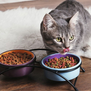 Dry Cat and Dog Food Production Line Machines