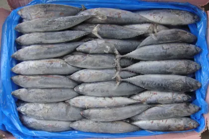 New Landing Frozen Orient Bonito Tuna Striped Bonito