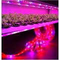 フルスペクトルLED Grow Light 5050 12V