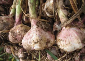 Top Quality Fresh Normal Pure White Garlic