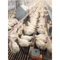 Chain feeder system(Poultry chain feeding)