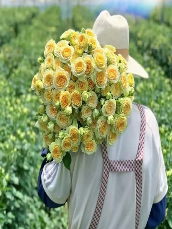 Ａvocado Spray rose4