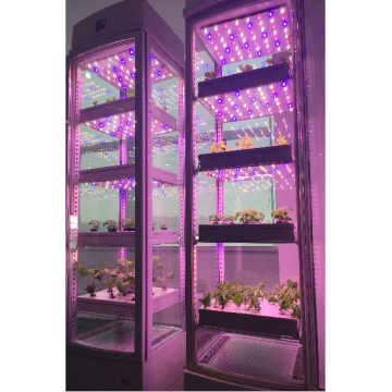 خزانة زراعة الخضروات المثبتة على الأرض YD08GBC-B02-AK