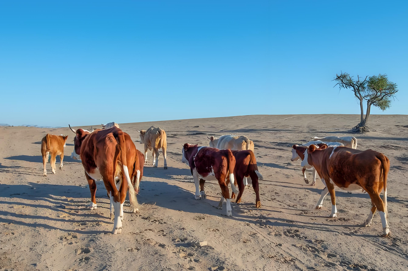 best bovine ultrasound machine