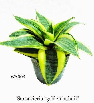 Sansevieria 'golden hahnii'