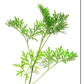 Extrato anual de Artemisia de alta qualidade CAS No 63968-64-9