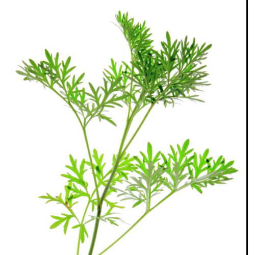 Hochwertige jährliche Artemisia-Extrakt CAS Nr. 63968-64-9
