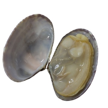 Live -gefrorene Muscheln mit kurzer Nacken mit Muscheläsemöden