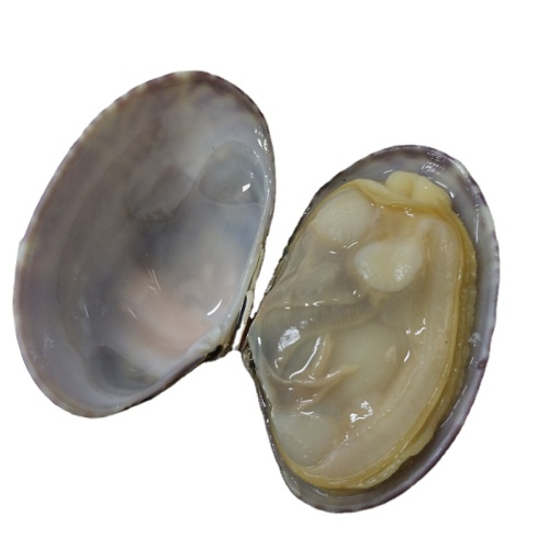 Live -gefrorene Muscheln mit kurzer Nacken mit Muscheläsemöden