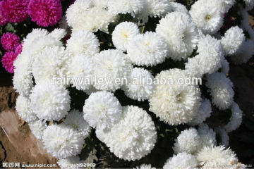 High quality China aster seeds for growing