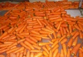 Zanahoria fresca de buena calidad y zanahoria deliciosa