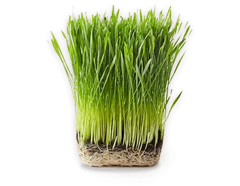 Organic Wheat Grass Juice Powder