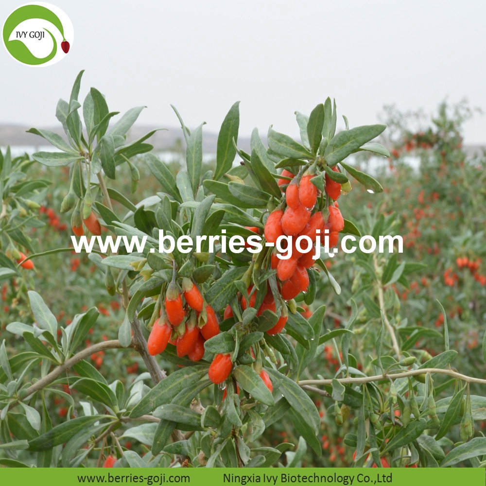 goji berry