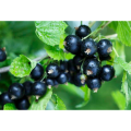 Black Currant Extract Anthocyanins Ribes Nigrum Extract Plant Extract