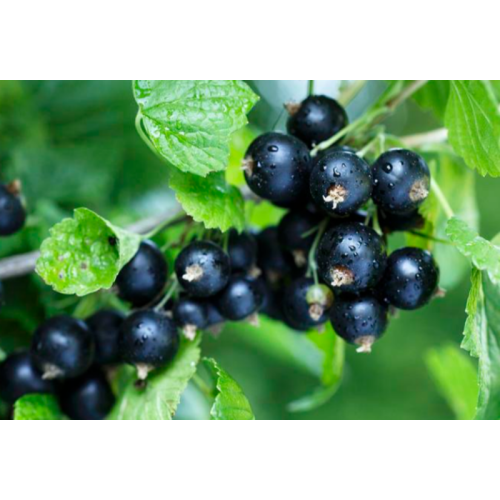 Black Currant Extract Anthocyanins Ribes Nigrum Extract Plant Extract