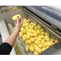 Commercial Potato Peeling Machine Larger Brush Potato Washing and Peeling Machine Manufactory