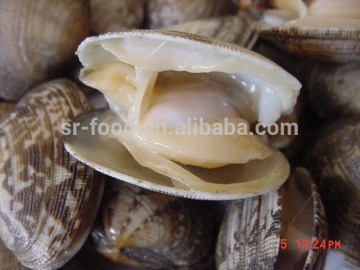 Good Quality Short Necked Clams