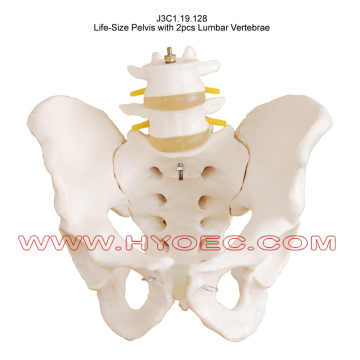 Life-Size Pelvis with 2pcs Lumbar Vertebrae-J3C1.19.128