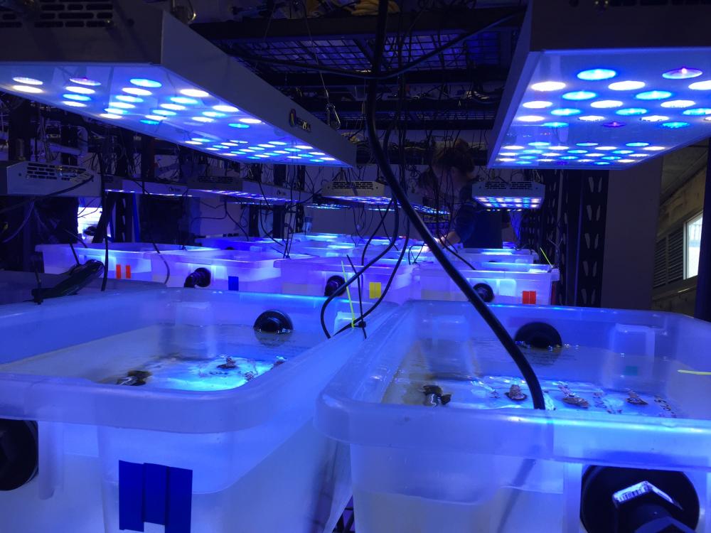 White&Blue LED Aquarium Light for Fish Reef Tank