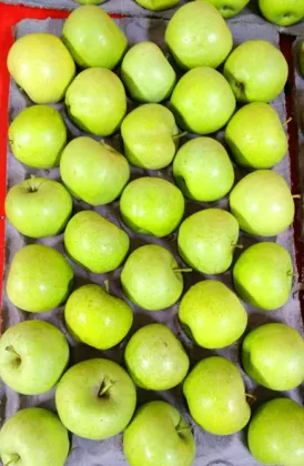 Good Looking Green Apple