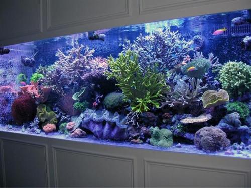 Stor akryl akvarium fiskbehållare för restaurang
